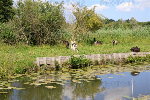 Saint-Omer, Pas-de-Calais