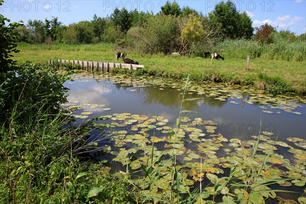 Saint-Omer, Pas-de-Calais