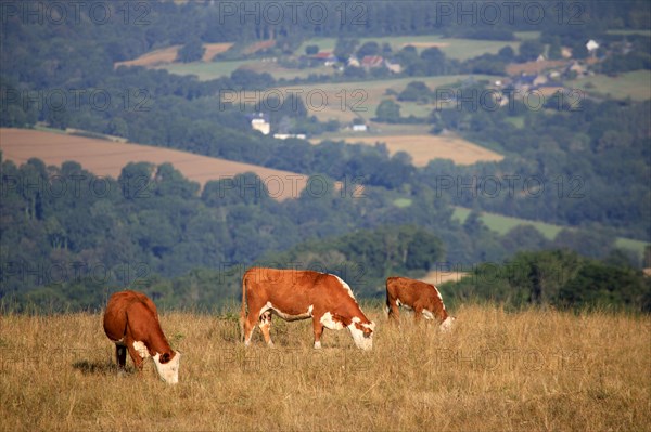 Saint-Omer, Calvados