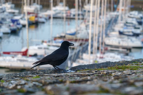 Concarneau, Finistère