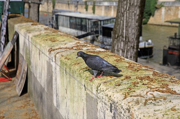 Paris, pigeon parisien