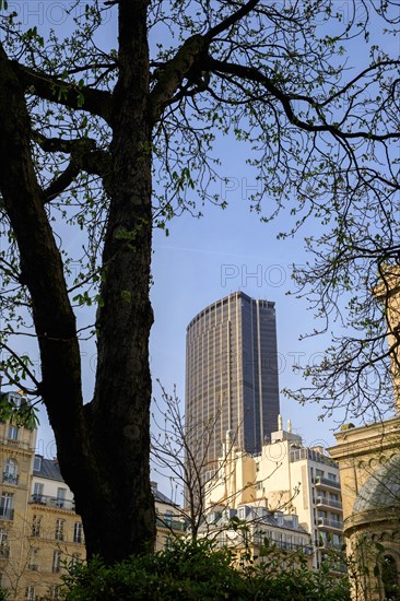 Paris, Tour Montparnasse and tree