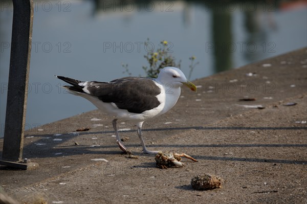 Dieppe, Seine-Maritime