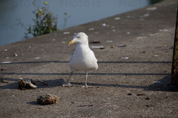 Dieppe, Seine-Maritime