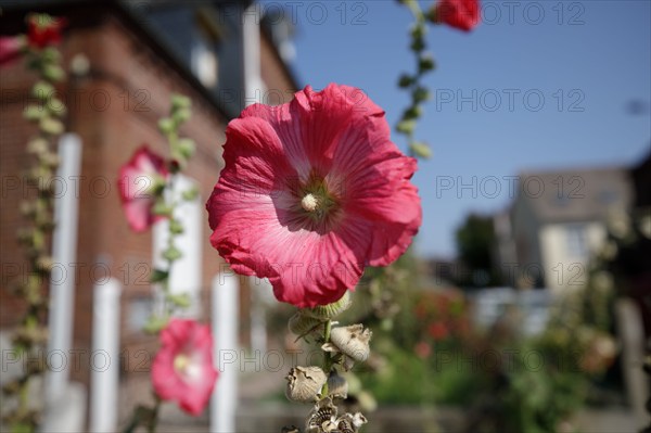 Yvetot, Seine-Maritime