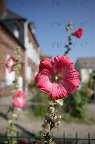 Yvetot, Seine-Maritime
