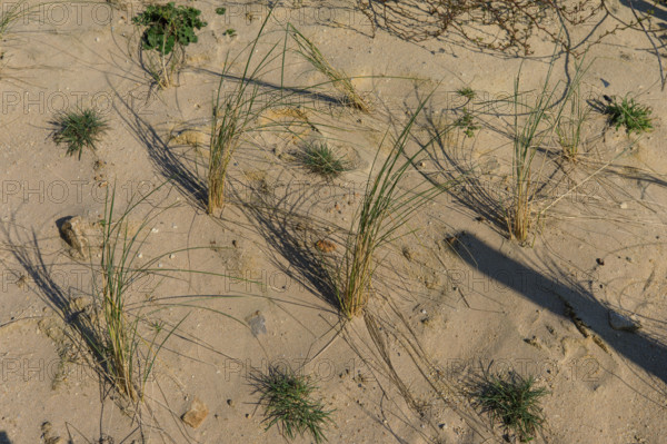 Langrune-sur-Mer, Calvados