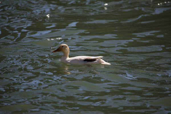 Paris, canard sur la Seine