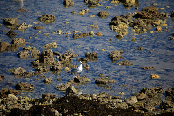 Yport, Seine-Maritime