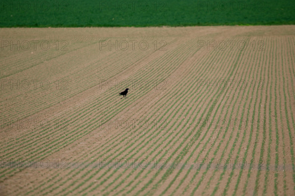 La Poterie-Cap d'Antifer, Seine-Maritime