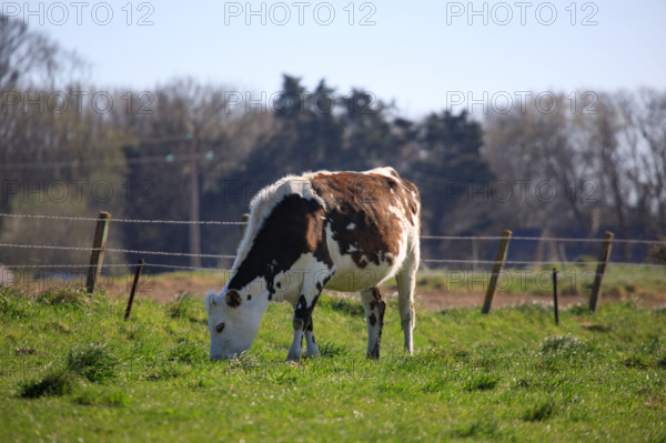 La Poterie-Cap d'Antifer, Seine-Maritime