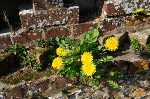 Saint-Jouin-Bruneval, France