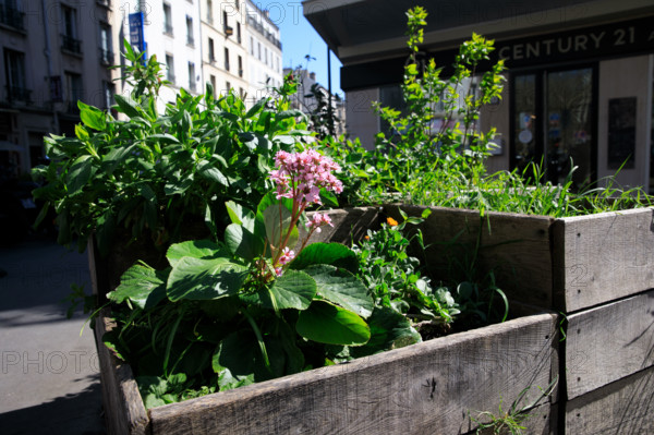 Paris, rue Daguerre