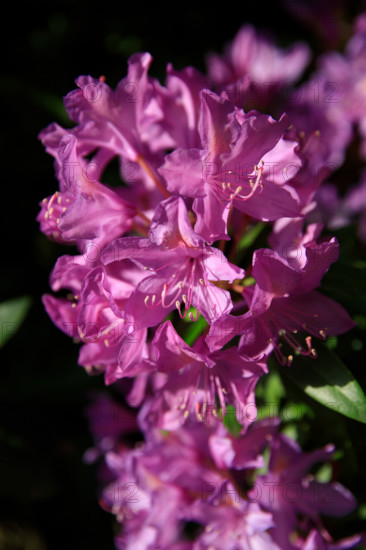 france, région Normandie, Orne, Flers, parc du chateau-musée, ancien hotel de ville, rodhodendrons dans le parc,