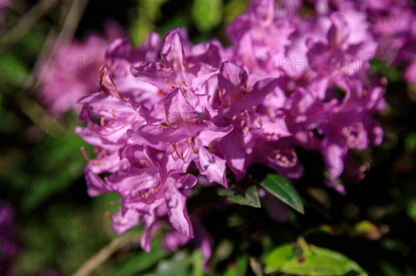 france, région Normandie, Orne, Flers, parc du chateau-musée, ancien hotel de ville, rodhodendrons dans le parc,
