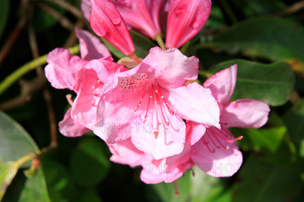france, région Normandie, Orne, Flers, parc du chateau-musée, ancien hotel de ville, rodhodendrons dans le parc,