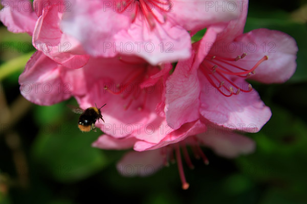 france, région Normandie, Orne, Flers, parc du chateau-musée, ancien hotel de ville, rodhodendrons dans le parc,
