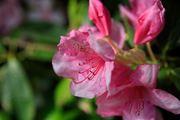 france, région Normandie, Orne, Flers, parc du chateau-musée, ancien hotel de ville, rodhodendrons dans le parc,