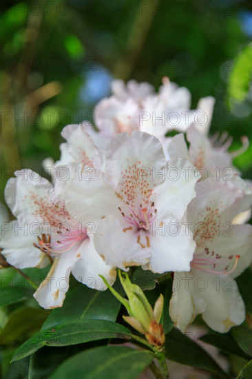 france, région Normandie, Orne, Flers, parc du chateau-musée, ancien hotel de ville, rodhodendrons dans le parc,