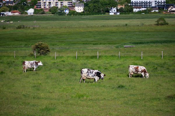 Criel-sur-Mer, Seine-Maritime
