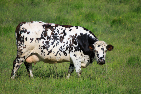 Criel-sur-Mer, Seine-Maritime