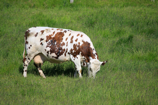 Criel-sur-Mer, Seine-Maritime