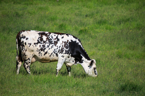 Criel-sur-Mer, Seine-Maritime
