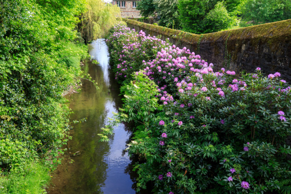 france, région Normandie, Orne, Flers, avenue de l'hotel de ville, bords de la Vére, rhododendrons