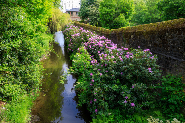 france, région Normandie, Orne, Flers, avenue de l'hotel de ville, bords de la Vére, rhododendrons