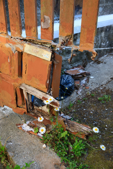 france, région Normandie, Orne, Flers, place saint Jean,barrière cassée , poubelle et marguerites,