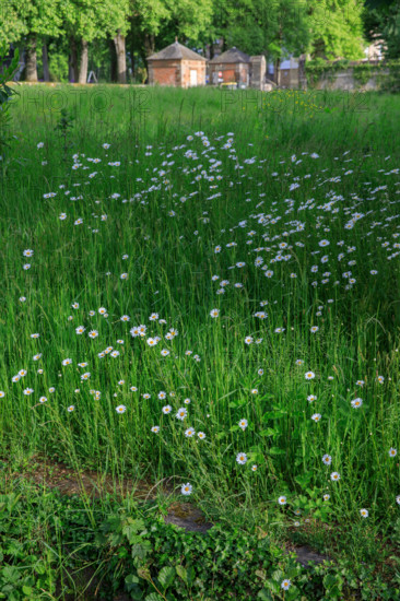 france, région Normandie, Orne, Flers, avenue de l'hotel de ville, bords de la Vére