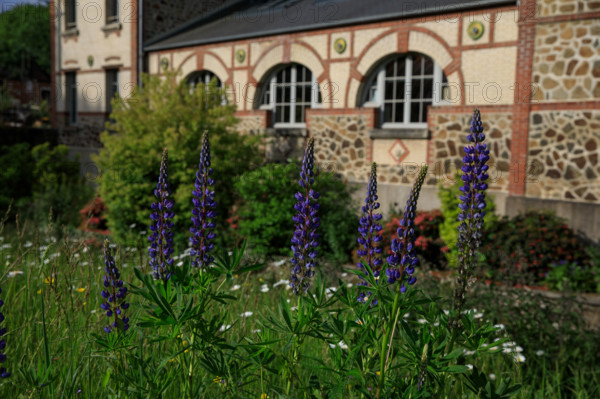 france, région Normandie, Orne, Flers, rue simmons, Bains douches numeriques, facade et jardin