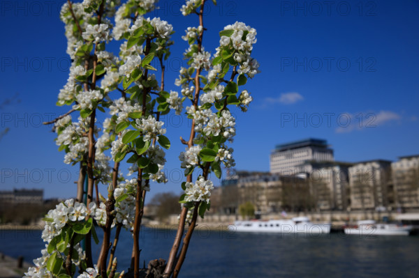 Paris, quai Saint-Bernard