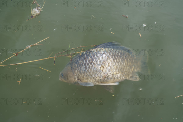 france, région centre, Loiret, Briare, poisson mort sur la loirer,