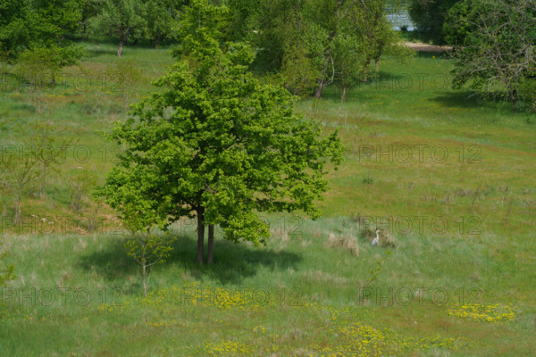 france, région centre, Loiret, Briare, la Loire aux abords du pont canal, heron dans la prairie,