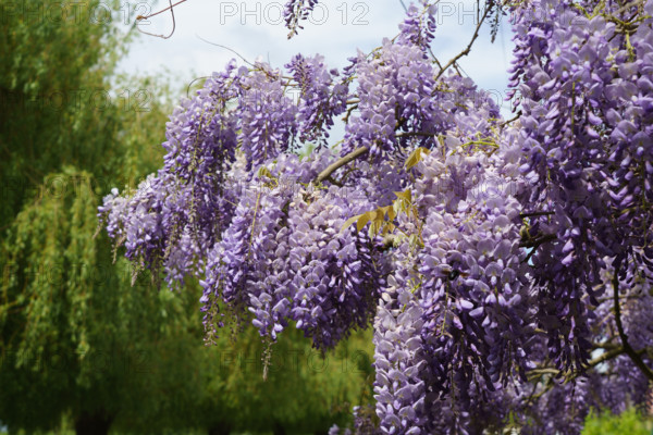 france, région centre, Loiret, Briare, pont canal de Birare, glycine,