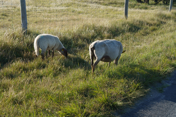 france, region Normandie, Manche, cotentin, Agon coutainville, pointe d'Agon, moutons