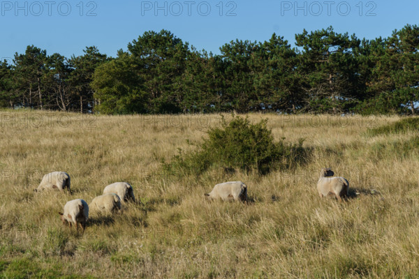 france, region Normandie, Manche, cotentin, Agon coutainville, pointe d'Agon, moutons