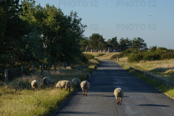 france, region Normandie, Manche, cotentin, Agon coutainville, pointe d'Agon, moutons