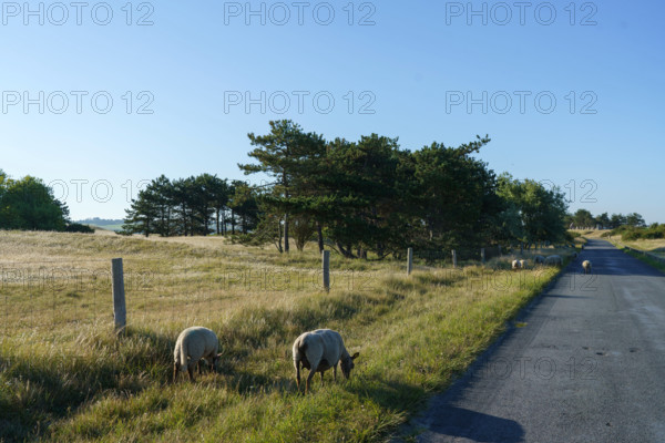 france, region Normandie, Manche, cotentin, Agon coutainville, pointe d'Agon, moutons