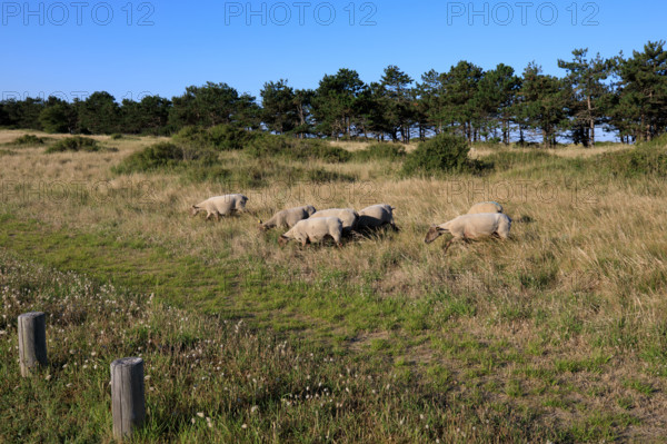 france, region Normandie, Manche, cotentin, Agon coutainville, pointe d'Agon,