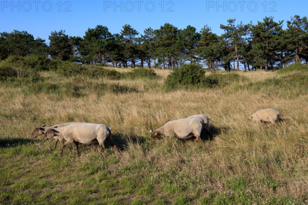 france, region Normandie, Manche, cotentin, Agon coutainville, pointe d'Agon,