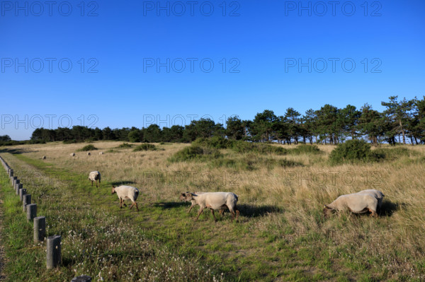 france, region Normandie, Manche, cotentin, Agon coutainville, pointe d'Agon,