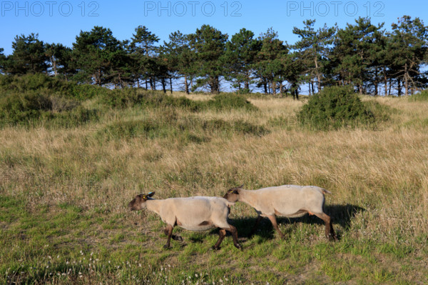 france, region Normandie, Manche, cotentin, Agon coutainville, pointe d'Agon,