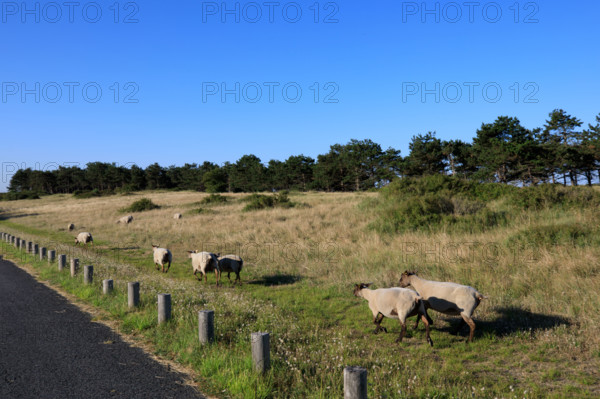 france, region Normandie, Manche, cotentin, Agon coutainville, pointe d'Agon,