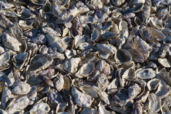 france, region Normandie, Manche, cotentin, Agon coutainville, pointe d'Agon, coquilles d'huitres