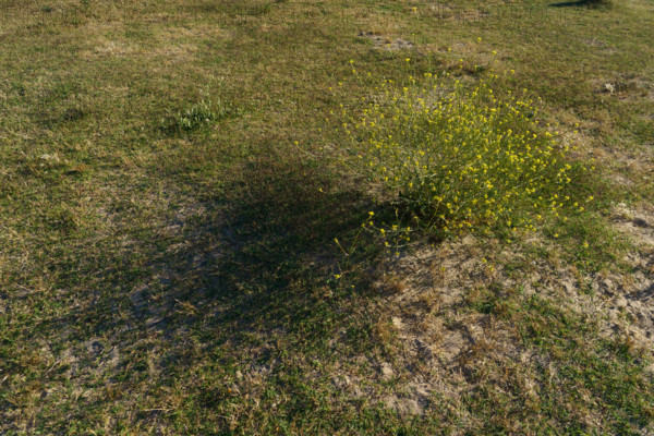 france, region Normandie, Manche, cotentin, Agon coutainville, pointe d'Agon,