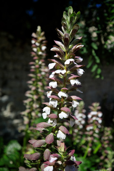 france, region Normandie, Manche, cotentin, Sainte-Marie du Mont,