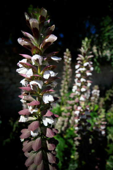 france, region Normandie, Manche, cotentin, Sainte-Marie du Mont,