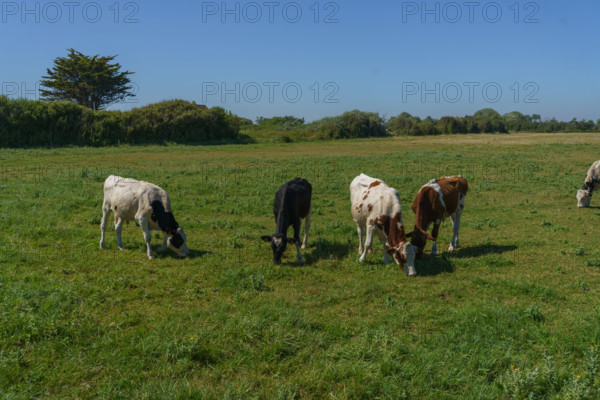 france, region Normandie, Manche, cotentin, Sainte-Marie du Mont,